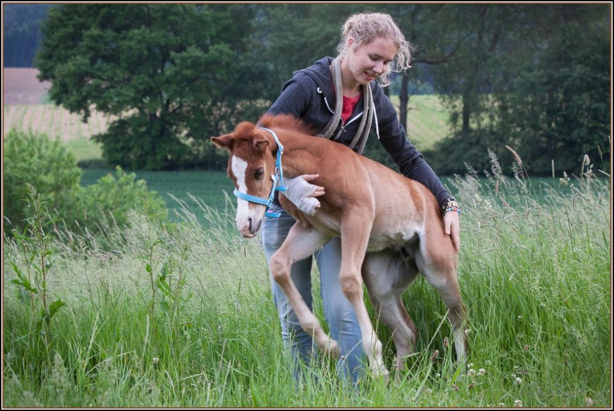 Asbach Fohlenshow 2014 061